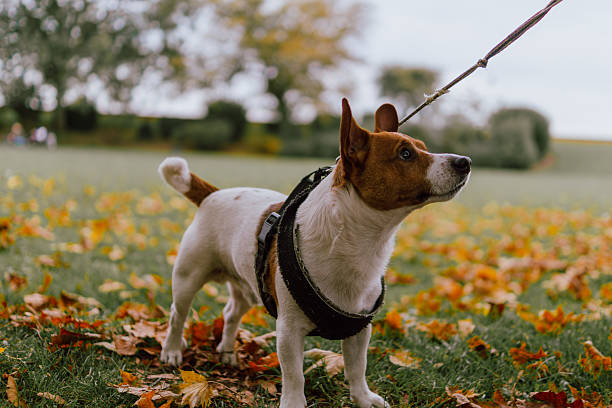 A cute Jack Russell Terrier dog wearing a harness and on a leash, standing in green grass covered with fallen orange and yellow leaves in a park.