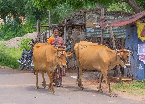 Pappambadi, Tamil Nadu, India - October 9, 2013: Woman in local traditional sari dress guides two cows o the street