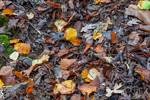 Damp autumn chestnut leaves on the forest floor