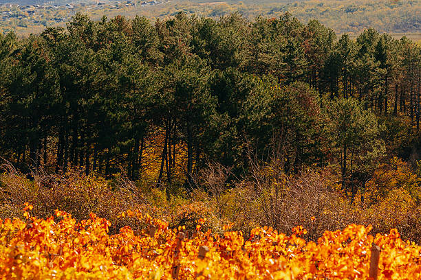 Vinyard with fall leaf color-Traverse City, Michigan