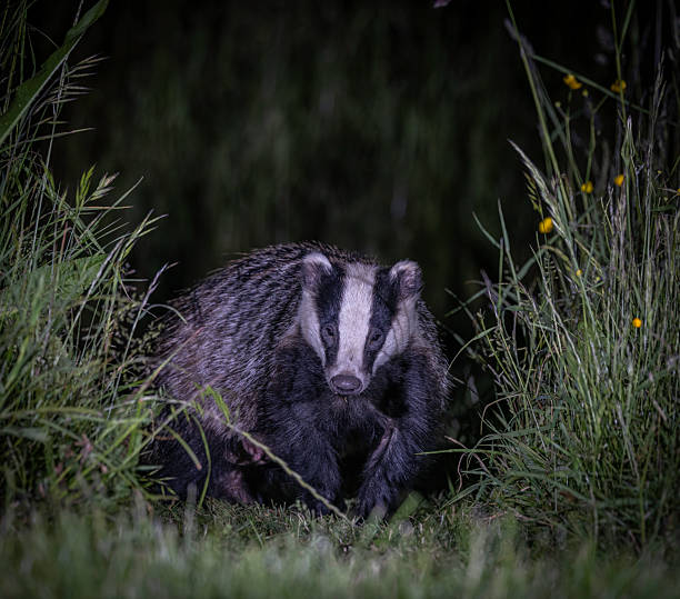 istock European Badger ( Meles Meles) in grass at night. 2244354009