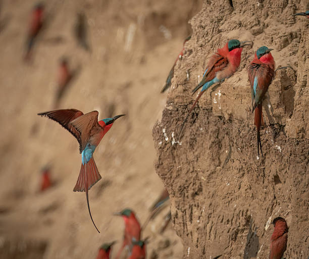 istock A southern carmine bee-eater (Merops nubicoides) flying next to a river bank 2244354037