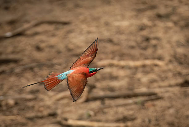 istock A southern carmine bee-eater  (Merops nubicoides)in flight 2244354040