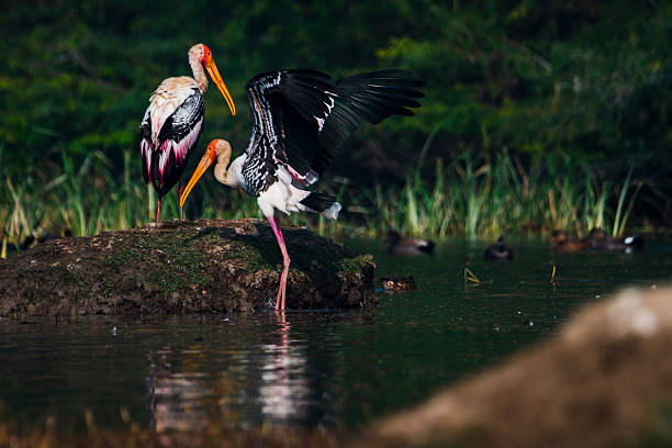 Two painted storks (Mycteria leucocephala) stand on a small mound in the wetlands of Sultanpur National Park, Haryana, India. One bird spreads its wings in the morning light as another stands nearby, showcasing the vibrant plumage and behavior of this large wading species commonly seen in northern India’s protected wetlands.