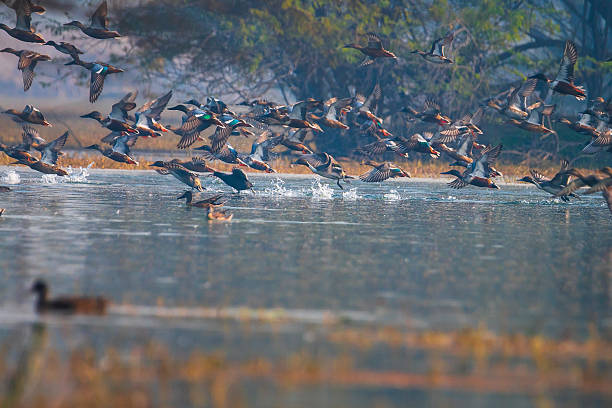 istock Northern Shovelers Taking Off from Sultanpur Wetlands 2244354371