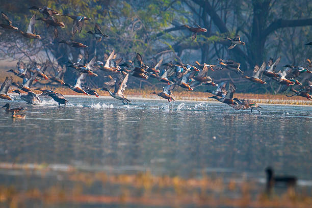 istock Northern Shovelers Taking Off from Sultanpur Wetlands 2244354373