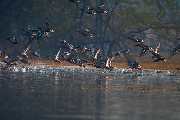 istock Northern Shovelers Taking Off from Sultanpur Wetlands 2244354401