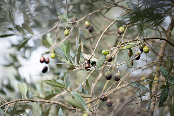 istock Mediterranean Olive Tree with Green and Black Fruit 2244356851