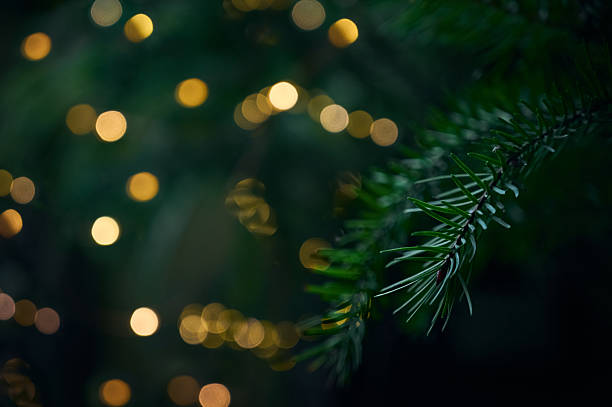 istock Christmas background. Soft yellow lights among evergreen branches. 2244356978