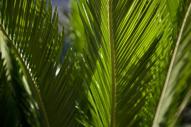 istock Close-up of palm tree leaves 2244357630