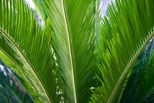 istock Close-up of palm tree leaves 2244357667