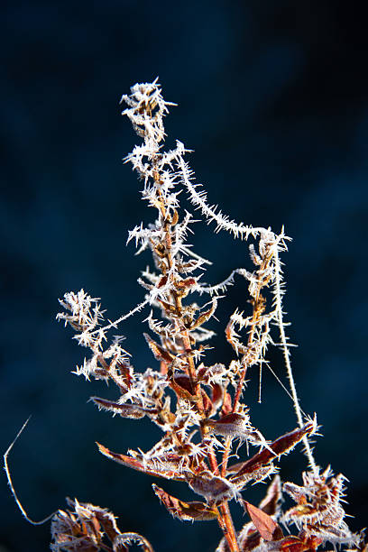 istock Frozen plant on a blue background. 2244359117