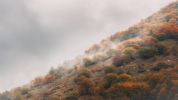 Vibrant Autumn Foliage and Mist