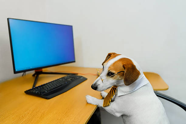 istock A smart dog in a striped tie and glasses sits at a computer desk. 2244361873