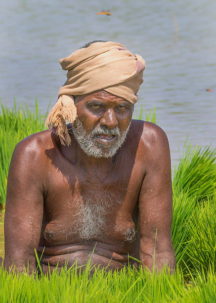 Samanthathur,, Tamil Nadu, India - October 9, 2013: Rice agriculture. One male rice planter in the rice paddy field