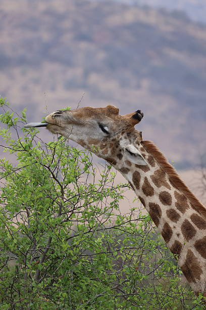 istock Southern giraffe browsing with long prehensile tongue 2244362788