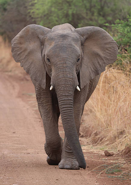 istock African elephant walking on road 2244362842