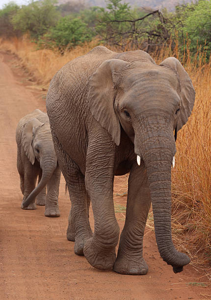 istock Elephant mother and calf walking on road 2244362854