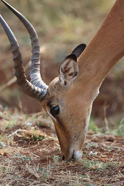 istock Male impala close-up grazing on grass 2244362885