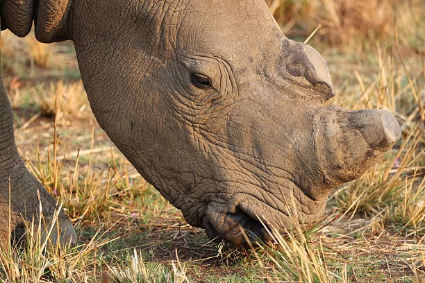 istock White rhinoceros grazing, detailed close-up 2244362917