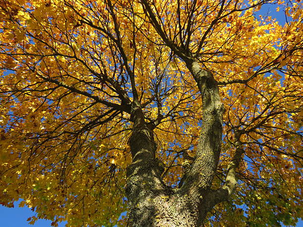 A beautiful autumnal canopy of leaves.