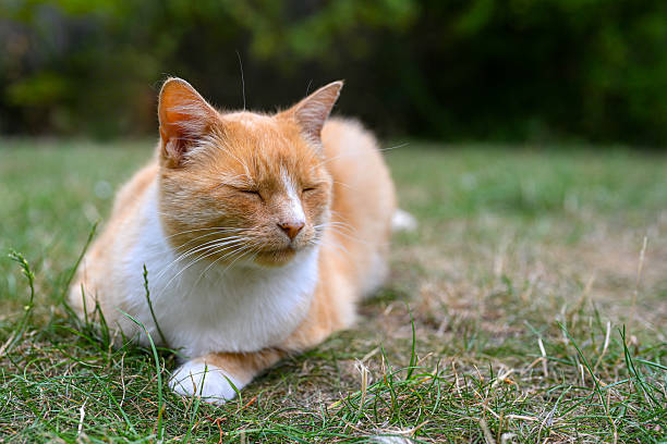 istock Portrait of a domestic ginger cat 2244364654