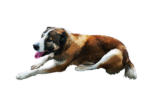 A big red dog lies on a white background