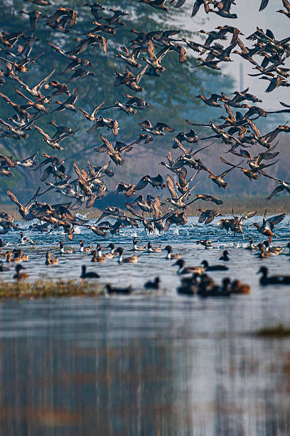 istock Mass Flight of Ducks Over Wetlands at Sultanpur Bird Sanctuary 2244367235