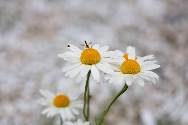 Wild chamomile in the field. Chamomile plant Matricaria Chamomilla