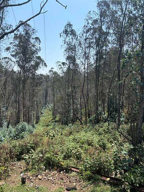 istock Sunlight on the Scrub: A Traihead into the Tall Woods 2244367340