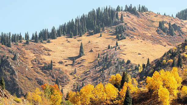 istock Epic Central Asian scenery with alpine ridges, pine-covered slopes and meadows. 2244368707