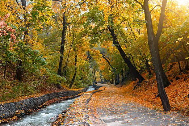 Bright autumn foliage covers the ground while sunlight filters through trees lining a serene stream, creating a peaceful atmosphere perfect for a leisurely stroll.
