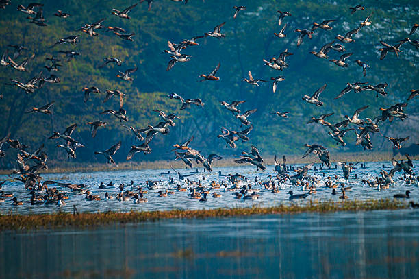 istock Mass Flight of Ducks Over Wetlands at Sultanpur Bird Sanctuary 2244369032