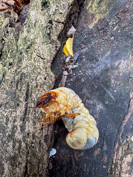 istock Caterpillar crawling on rough wooden surface in the forest 2244369459