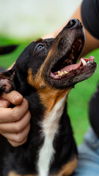 istock Pet dog enjoying affection from human hand outdoors 2244370068