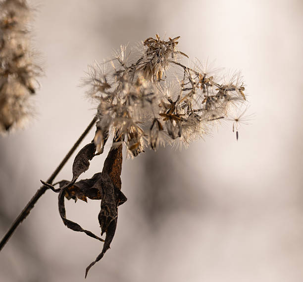 the shimmering fluff of winter's dry seed heads in muted tones