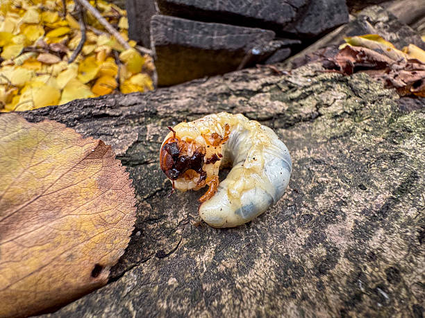 istock Large insect larva found on a log in a forest during autumn 2244370320
