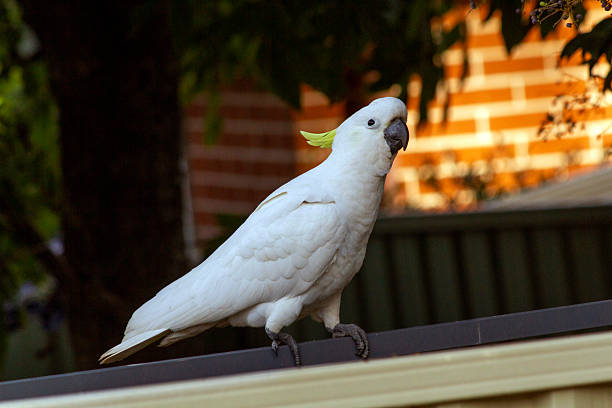 istock Sulphur-Crested Cockatoo (Cacatua galerita) 2244371089