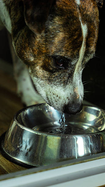istock Brindle dog drinking water from steel bowl 2244371210
