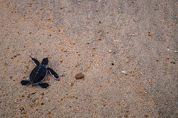 istock turtle hatchling heading towards the sea after birth 2244373091