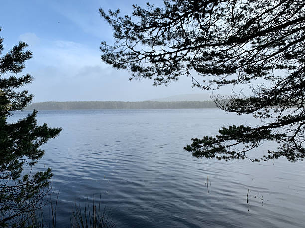 Misty deep blue waters of Loch Garten, Scotland framed by pine tree branches