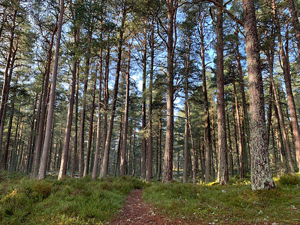 istock Sun dappled forest of pine trees at Loch Garten, Scotland 2244373384