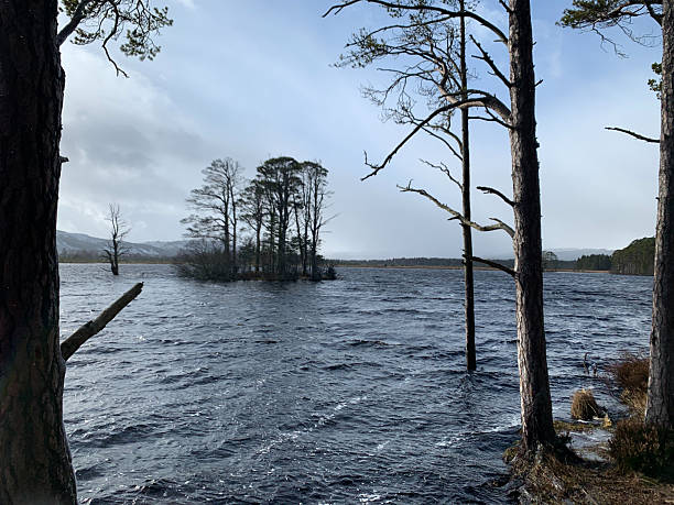 On the shore of Loch Garten, Scotland