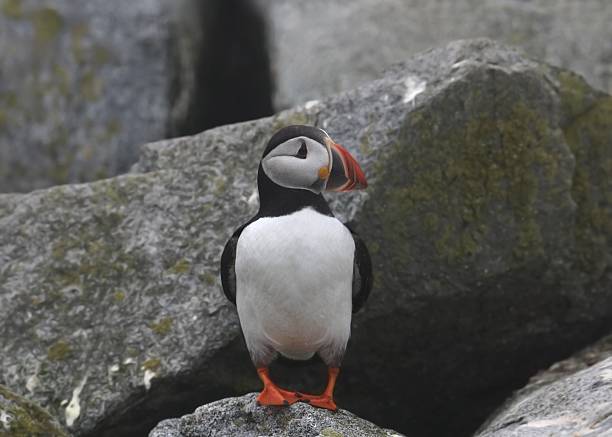 istock Atlantic Puffin (fratercula arctica) perched among some boulders 2244374282