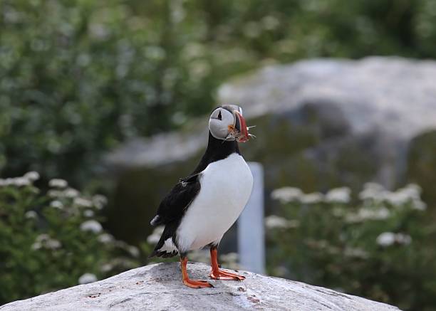 Atlantic Puffin (fratercula arctica) with a bunch of tiny fish in it's beak