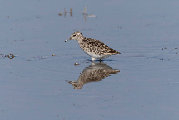 istock Sharp-tailed Sandpiper in a mud lotus root field. 2244374660