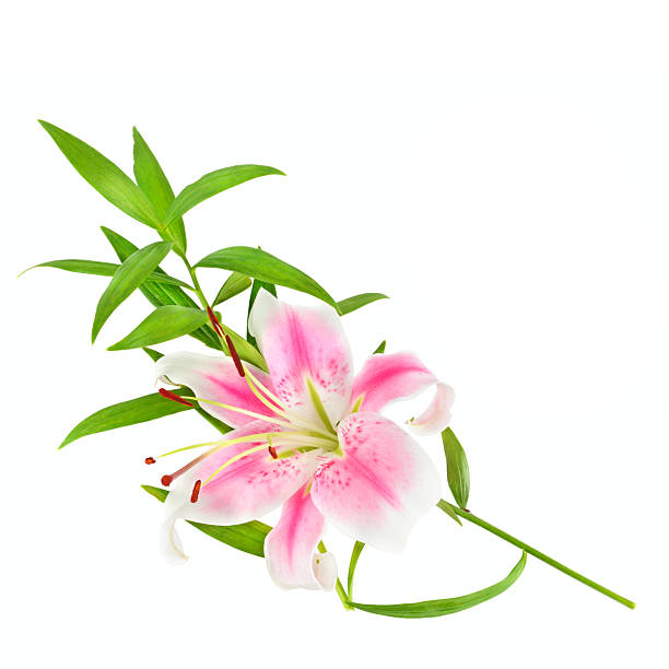 A vibrant, single Stargazer lily in shades of pink and white is featured with a long green stem, isolated on a pure white background. This elegant cutout is perfect for design projects requiring floral elements, romance, grief, or feminine concepts.