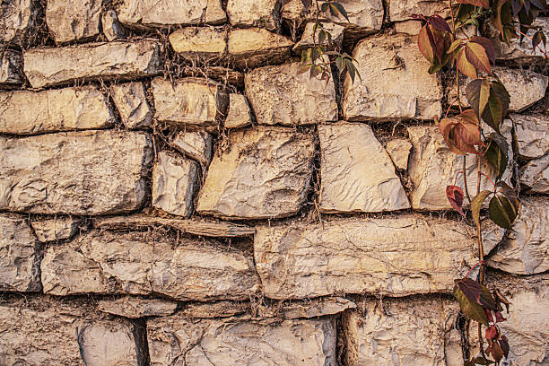 Old stone wall covered with ivy leaves in warm sunlight