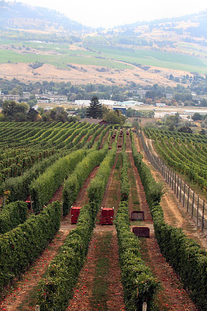istock October Apple Harvest Landscape Vernon British Columbia 2244377597