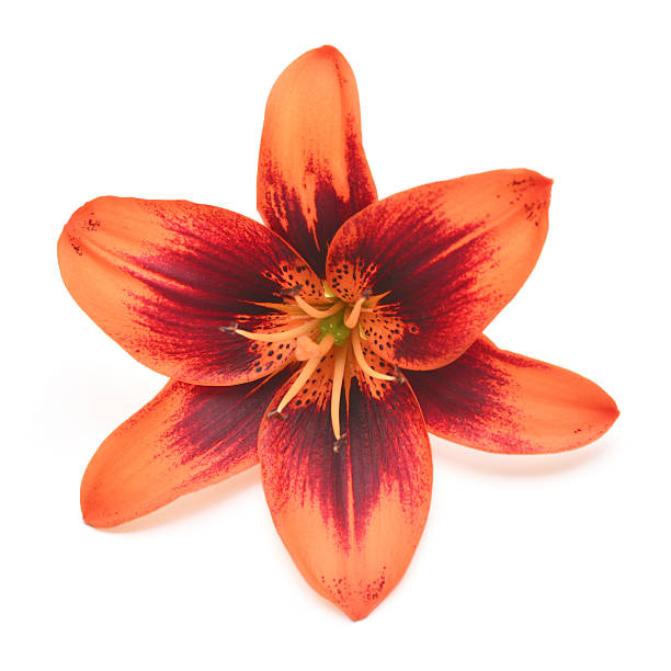istock Macro tiger lily isolated on white background 2244378105